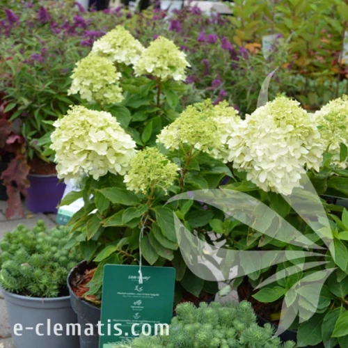 Hydrangea_paniculata_Little_Spooky_1.webp