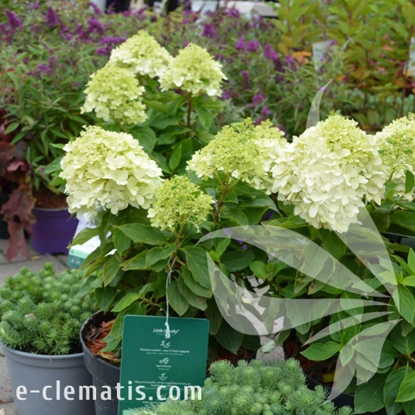 Hydrangea_paniculata_Little_Spooky_1.webp
