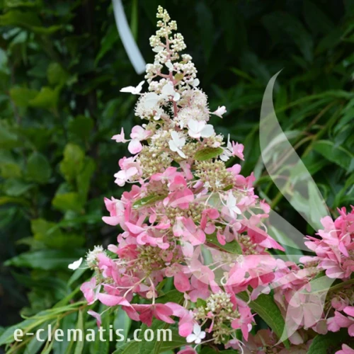 Hydrangea_paniculata_Candlelight.webp