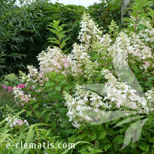 Hydrangea_paniculata_Candlelight_1.webp