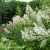 Hydrangea_paniculata_Candlelight_1.webp