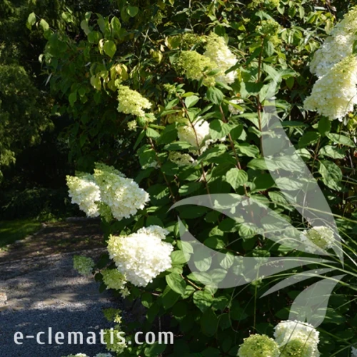 Hydrangea_paniculata_Magical_Moonlight_1.webp