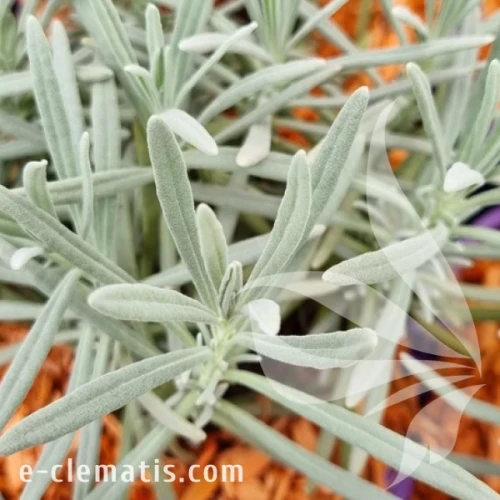 Lavandula x intermedia Phenomenal PBR – lawenda pośrednia.webp