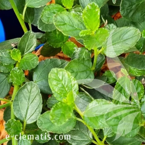 Ceanothus griseus Yankee Point –prusznik.webp