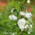 Prunus_glandulosa_Alba_Plena_1.webp