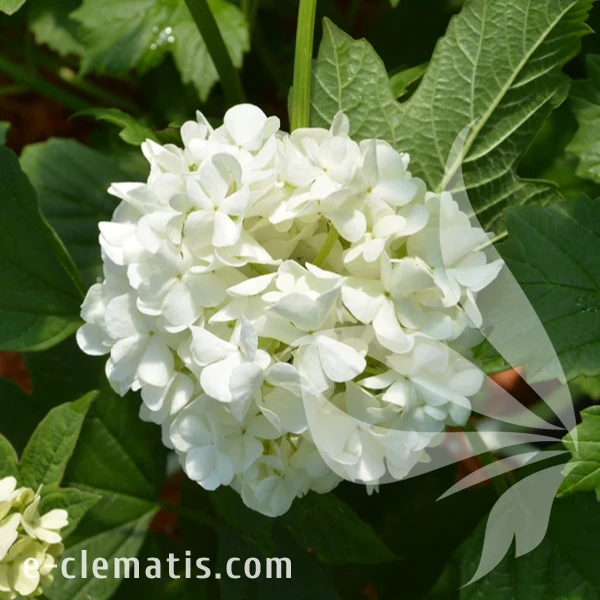 Viburnum opulus Roseum.webp