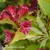 Weigela BRAINT RUBIDOR Olympiade.webp