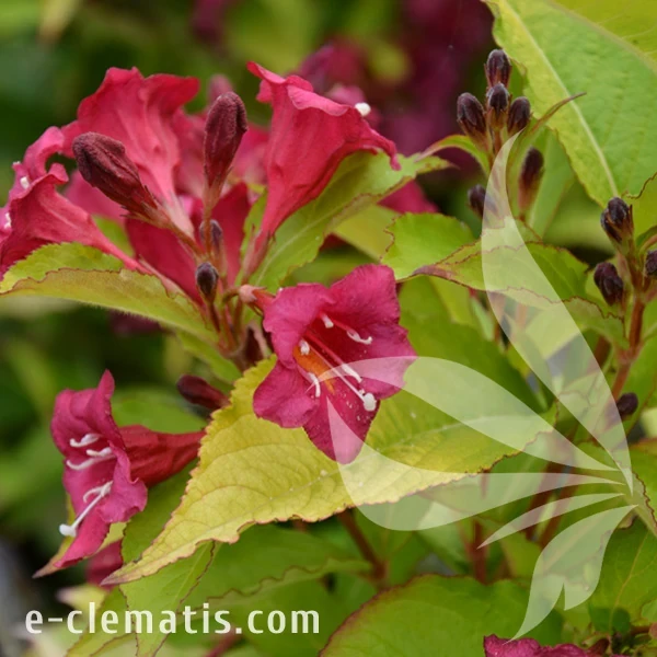 Weigela BRAINT RUBIDOR Olympiade.webp