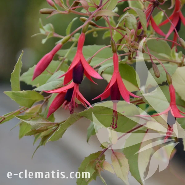 Fuchsia_magellanica_var_gracilis_Tricolor.webp