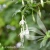 Fuchsia_magellanica_var_molinae.webp