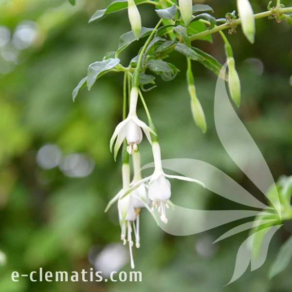 Fuchsia_magellanica_var_molinae.webp