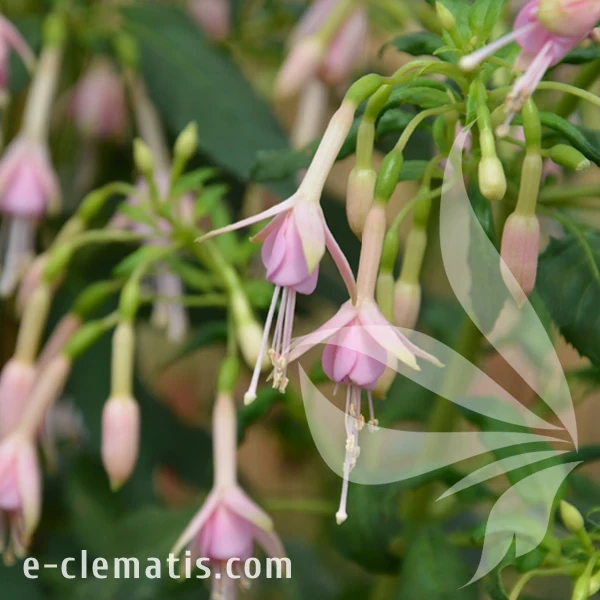 Fuchsia_magellanica_var_gracilis_Whiteknight’s_Pearl.webp