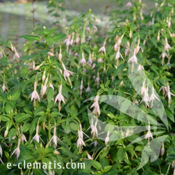 Fuchsia_magellanica_var_gracilis_Whiteknight’s_Pearl_1.webp