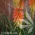 Kniphofia Papaya Popsicle.webp