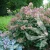 Hydrangea_paniculata_Polestar_1.webp