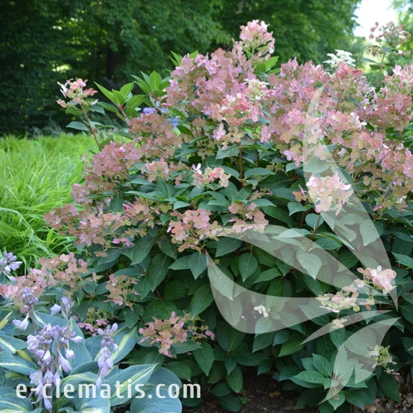 Hydrangea_paniculata_Polestar_1.webp