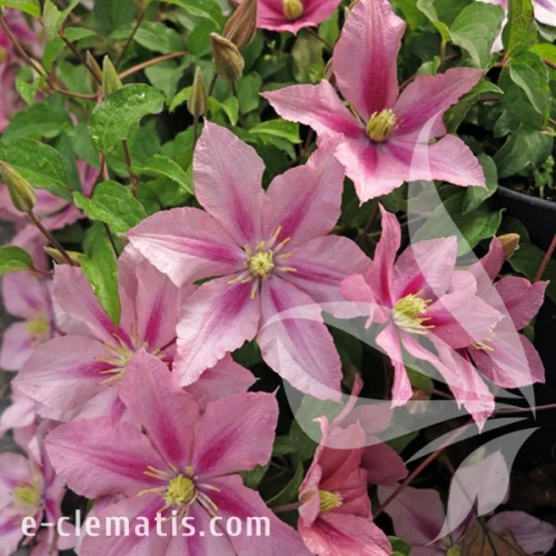 Clematis_Rosamunde_1.webp