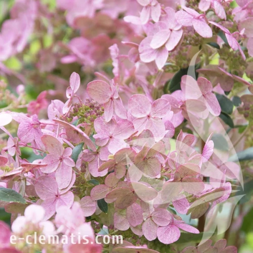 Hydrangea_paniculata_Polestar_4.webp