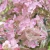 Hydrangea_paniculata_Polestar_4.webp