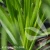 Allium Summer Beauty.webp
