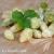 Fragaria vesca Yellow Wonder.webp