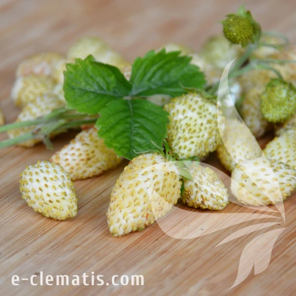 Fragaria vesca Yellow Wonder.webp