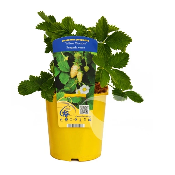Fragaria vesca Yellow Wonder 1.webp