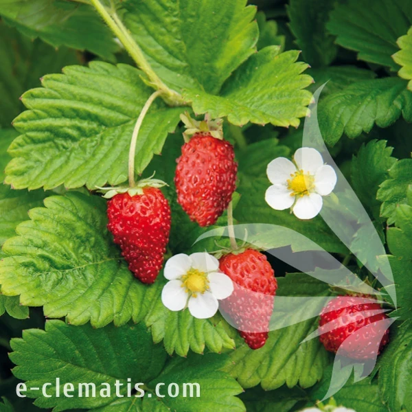 Fragaria vesca Regina.webp