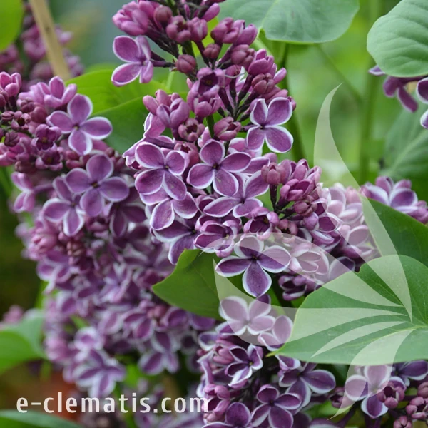 Syringa vulgaris Sensation1.webp