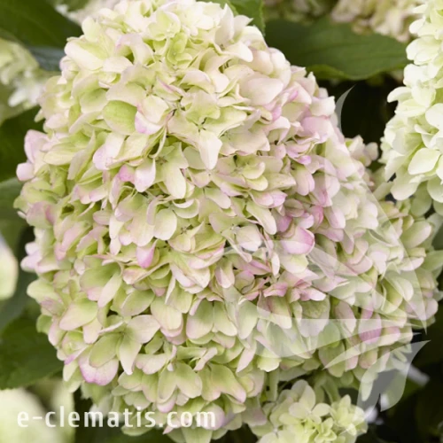 Hydrangea paniculata LITTLE FRESCO 1.webp