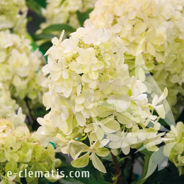 Hydrangea paniculata PETITE STAR.webp