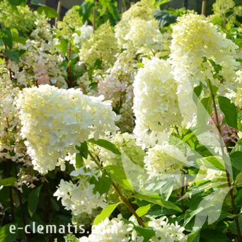 Hydrangea paniculata SKYFALL1.webp