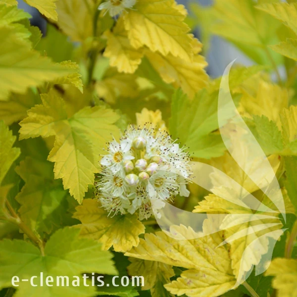 Physocarpus opulifolius Nugget.webp
