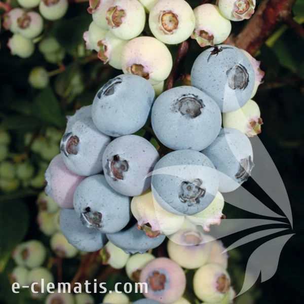 Vaccinium corymbosum Elliott.webp