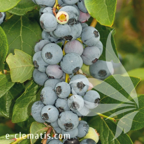 Vaccinium corymbosum Goldtraube.webp