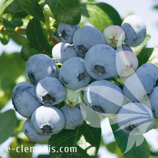 Vaccinium corymbosum Nelson.webp