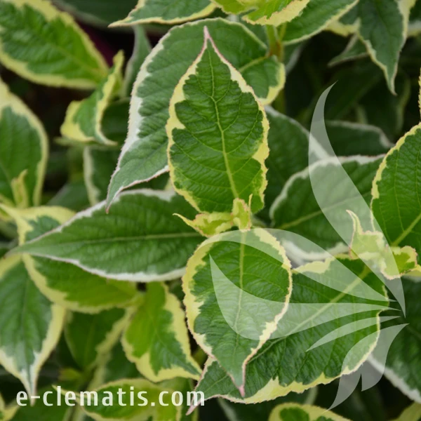 Weigela Nana Variegatal.webp