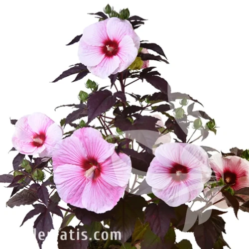 Hibiscus Stary Stary Night1.webp