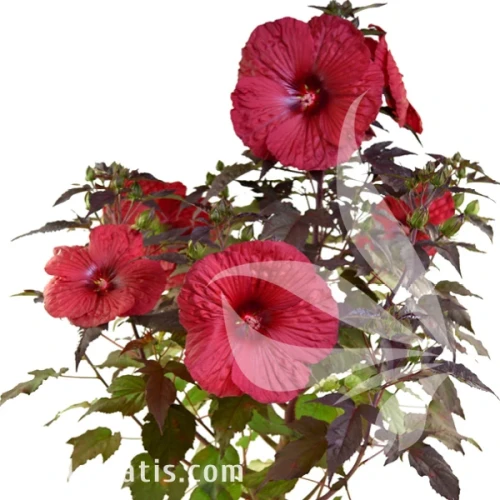 Hibiscus Holy Grail1.webp