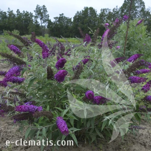 Buddleja Magenta Munchkin1.webp