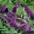 Buddleja Magenta Munchkin.webp