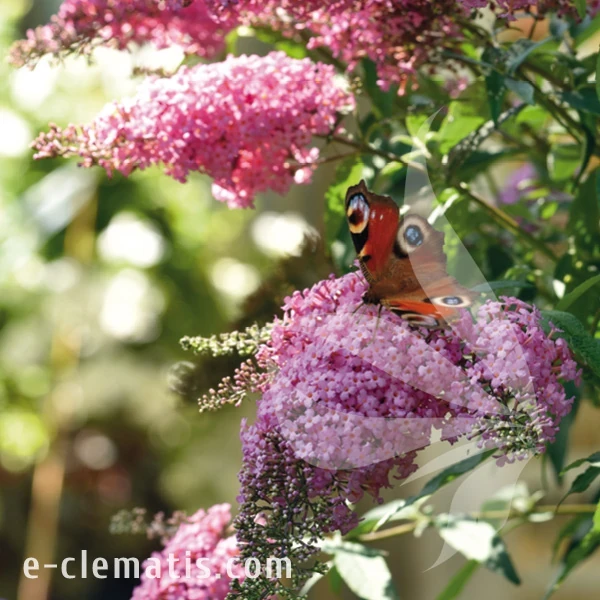 Buddleja davidii Pink Cascade.webp