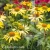 Echinacea Cleopatra.webp