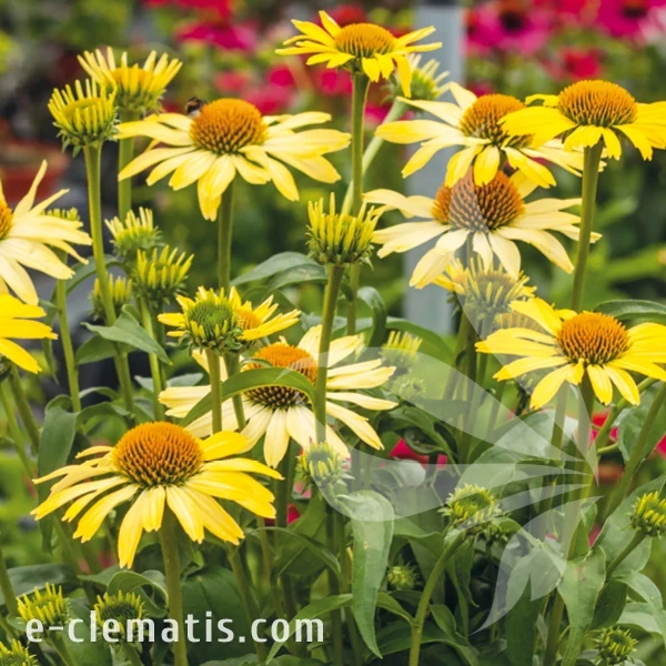 Echinacea Cleopatra.webp