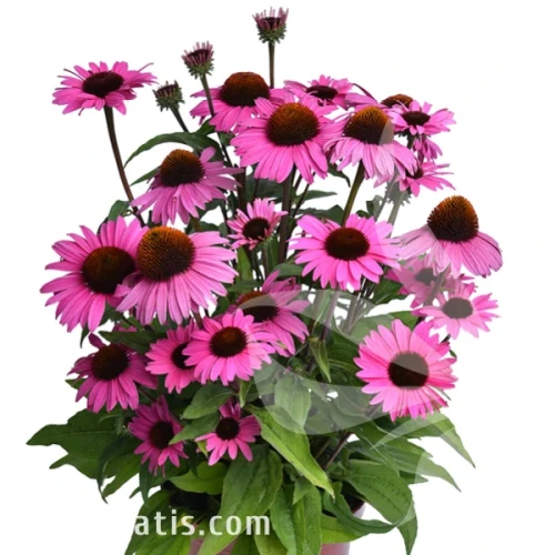 Echinacea Dark Pink Pearl1.webp