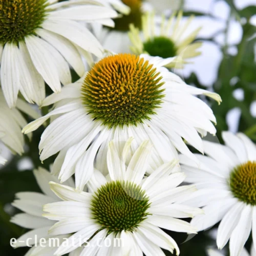 Echinacea White Pearl.webp
