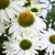 Echinacea White Pearl.webp