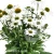 Echinacea White Pearl1.webp