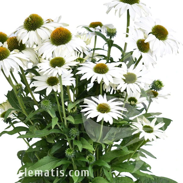 Echinacea White Pearl1.webp