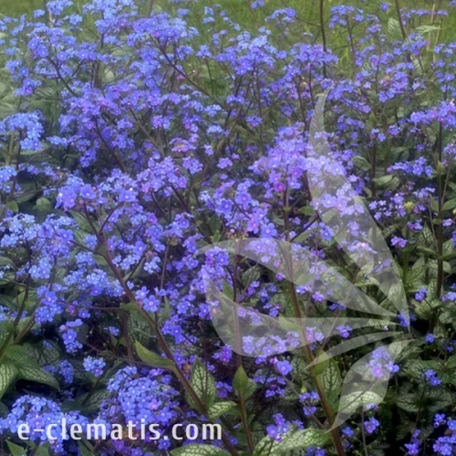 Brunnera macrophylla Sea Hear1t.webp